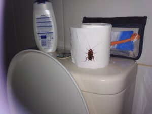 šváb na záchodě v peru